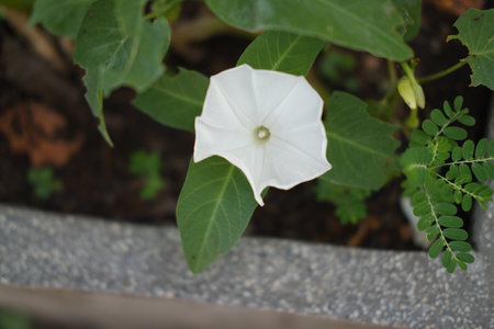 White flower on green leaves backgroundの写真素材