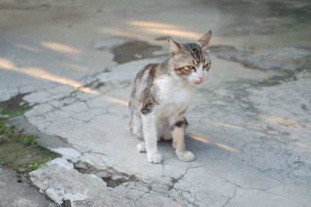 cat on the cement in the garden, selective focusの写真素材