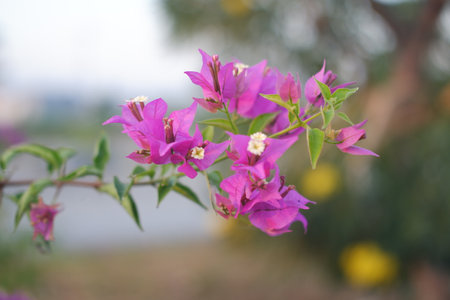 Bougainvillea flowers in the garden with natural background.の写真素材
