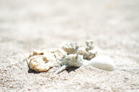 Seashells on the beach. Selective focus.の写真素材