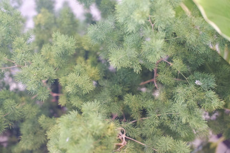 Green fresh dill in the garden. Natural background. Top view.の写真素材