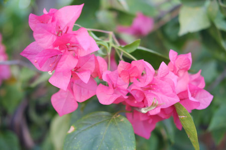 Bougainvillea flowers in the garden with natural background.の写真素材