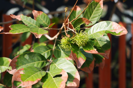 Rambutan fruit on the tree in the gardenの写真素材