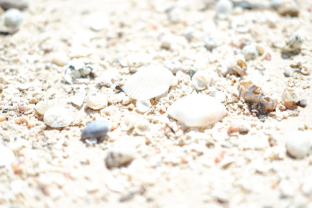 Seashells on the beach. Selective focus.の写真素材