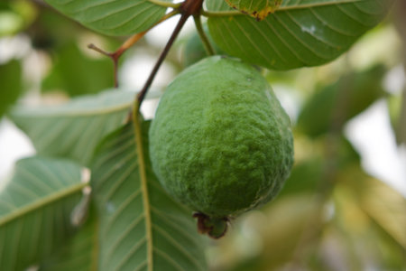 Guava fruit on the tree in the garden with green leaves backgroundの写真素材