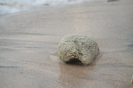 A smooth stone rests on the sandy beachの写真素材