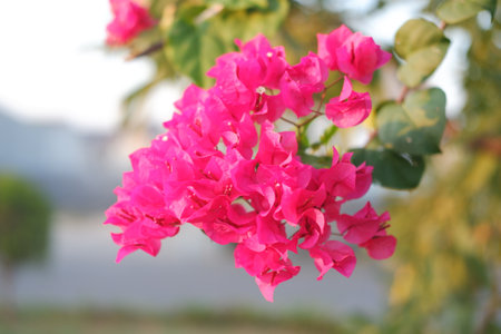 Bougainvillea flowers in the garden with natural background.の写真素材