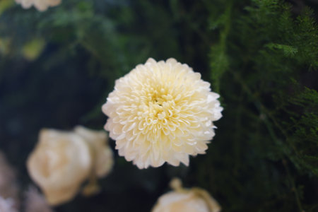 Whispers of White Blooms in Springの写真素材