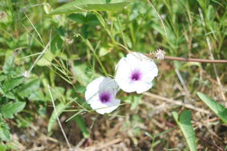 Whispers of White Blooms in Springの写真素材