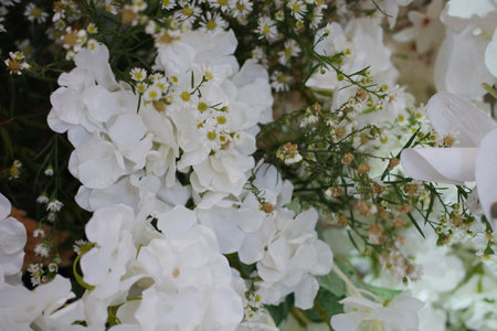 Whispers of White Blooms in Springの写真素材