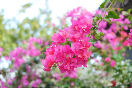 Bougainvillea flowers in the garden with natural background.の写真素材