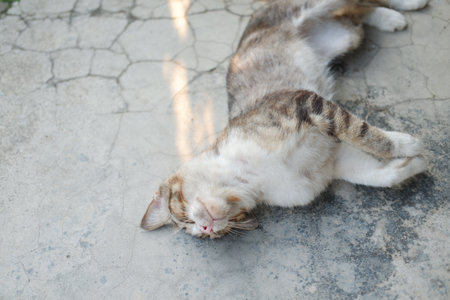 cat lying on the cement, selective focusの写真素材