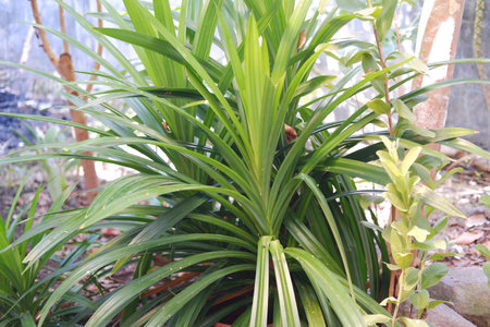 Fresh Pandan Plant Thrives in Natural Lightの写真素材