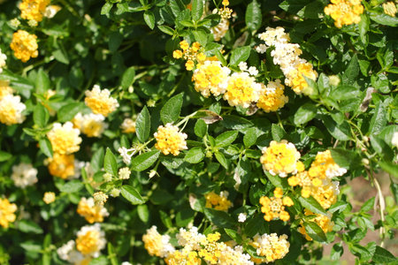 Golden Petals Dancing in the Warm Breezeの写真素材