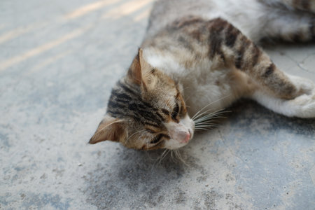 Sleepy Cat Enjoying a Warm Sunny Dayの写真素材