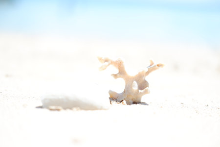 A Piece of Coral on White Sandの写真素材