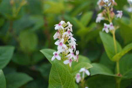 Delicate Wildflowers Blooming in Natureâ€™s Beauty