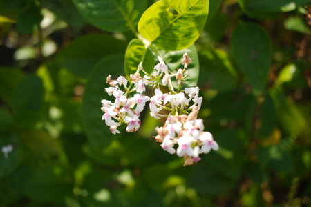 The sunlight illuminates the flowers and leavesの写真素材