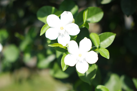 highlighting the flowers as the main focus of the imageの写真素材