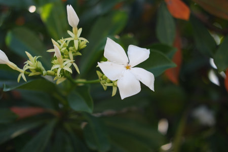 a delicate white flower with five slightly curved petalsの写真素材