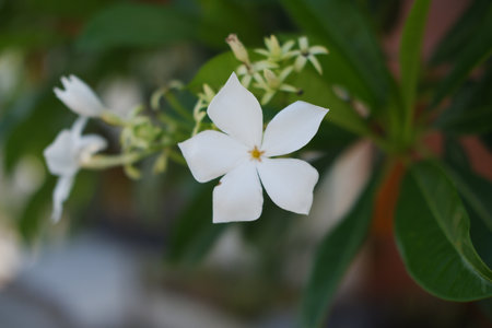 a beautiful white flower in full bloom, captured in sharp focus against a softly blurred green backgroundの写真素材