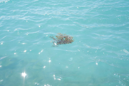 a small clump of seaweed floating gently on the surface of clear turquoise waterの写真素材