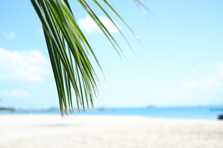 a tranquil beach scene with a close-up focus on green palm fronds hanging gently in the foregroundの写真素材