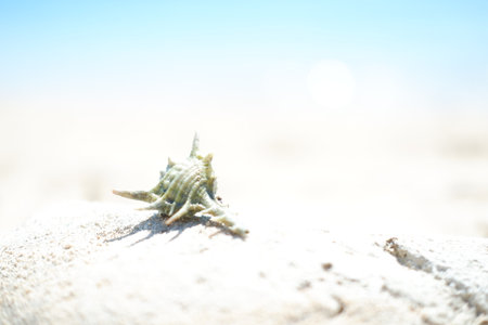 a spiky seashell resting on a sandy surface under bright sunlightの写真素材