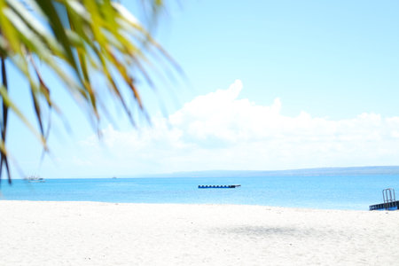 Idyllic Beach Scene with Palm Fronds and Clear Blue Waterの写真素材