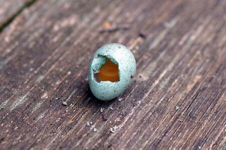 Bird egg fell off nest on brokeの写真素材