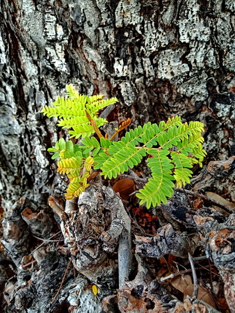 put forth fresh leavesの写真素材