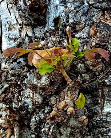 put forth fresh leavesの写真素材