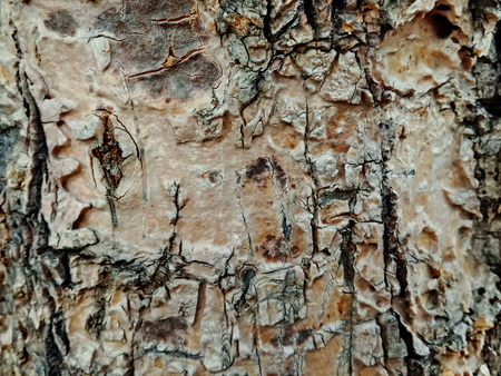 Tree bark textureの写真素材