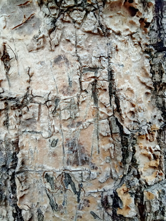 Tree bark textureの写真素材