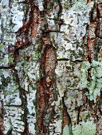 Tree bark textureの写真素材