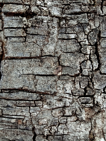 Tree bark textureの写真素材
