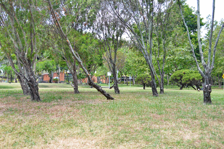 Trees in parkの写真素材