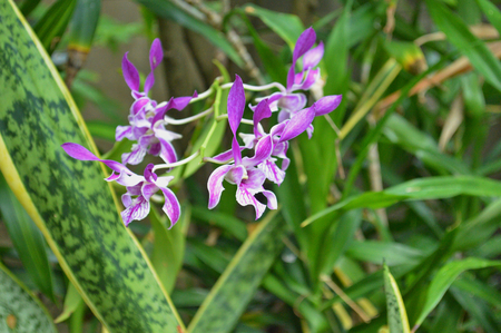 Violet orchid flower in the gardenの写真素材