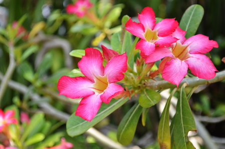 Adenium, Desert Roseの写真素材