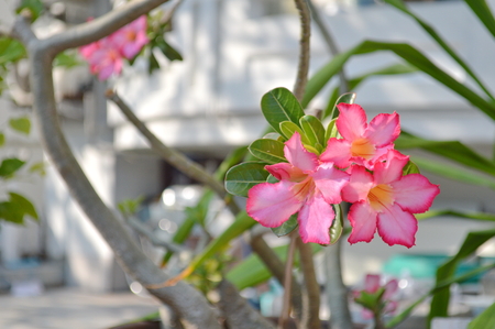 Adenium, Desert Roseの写真素材