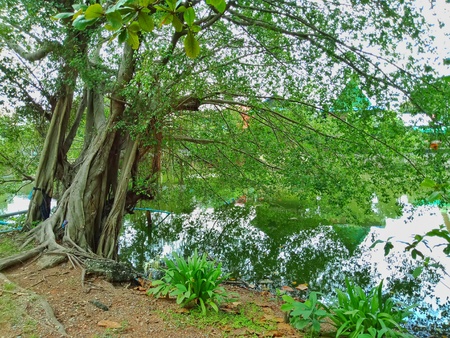 Big tree and riverの写真素材