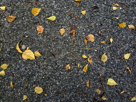 Dry leaves on road textureの写真素材