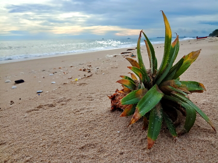 Garbage on the beachの写真素材