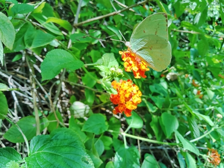 Butterflyの写真素材