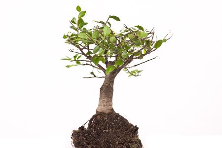 bonsai japanese tree isolated on white background