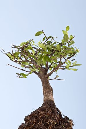 bonsai japanese tree isolated on blue background