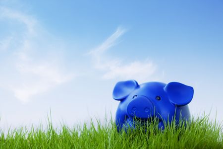 A piggy outside on the grass  and blue sky の写真素材