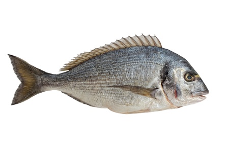 Dorado Fish  isolated on white 