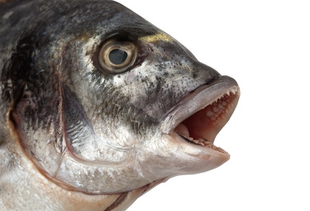 Fish Head isolated on white の写真素材