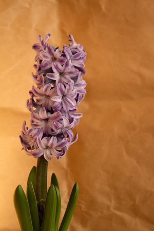 vertical photo of an inflorescence of purple hyacinth flowers against a background of light brown...